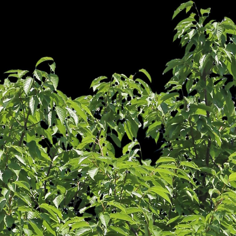 3本樹木(アイレベル) サクラ 23_020