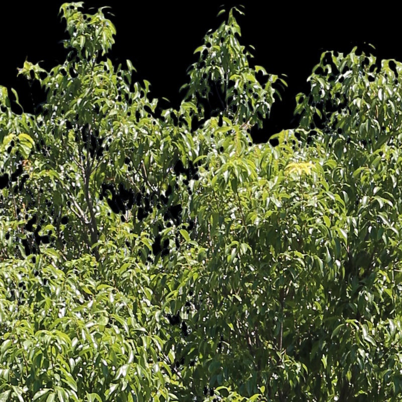 3本樹木(アイレベル) シラカシ 23_021