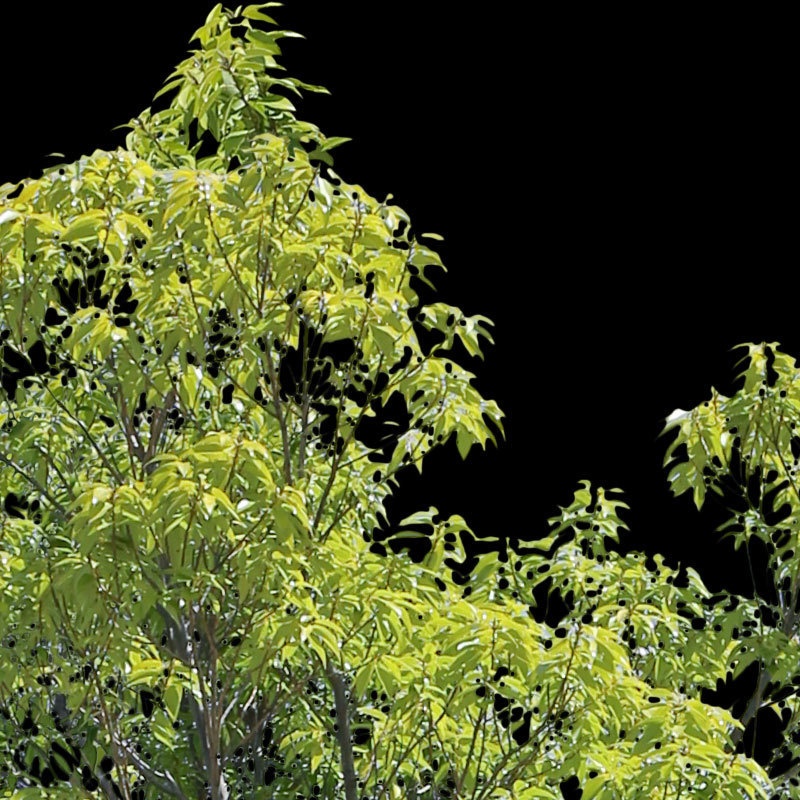 3本樹木(アイレベル) シラカシ 23_022