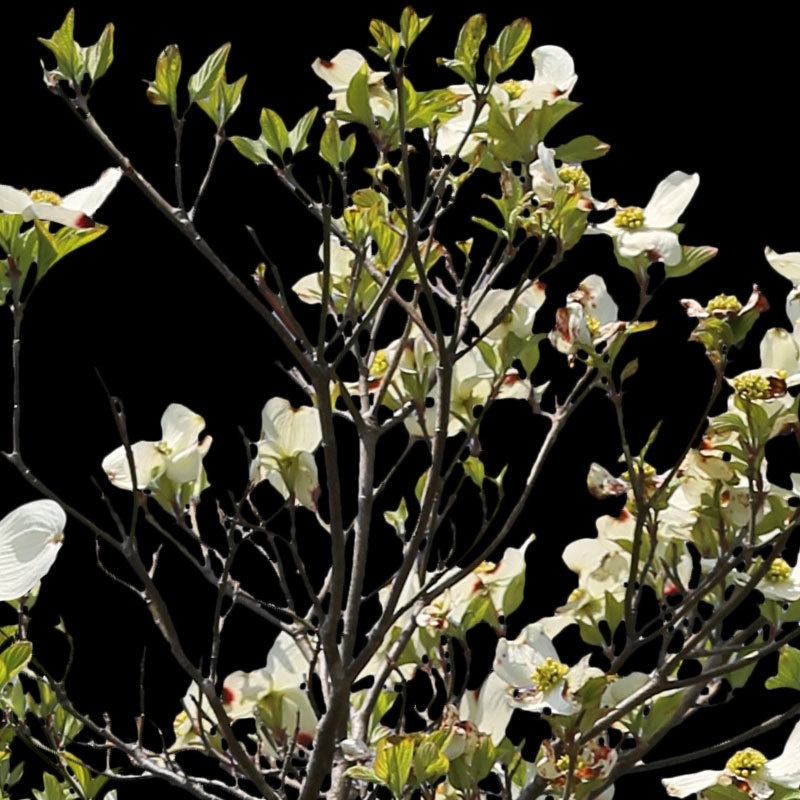 3本樹木(アイレベル) ハナミズキ 23_024