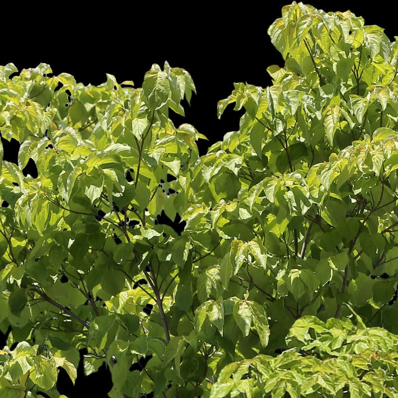 3本樹木(アイレベル) ハナミズキ 23_025