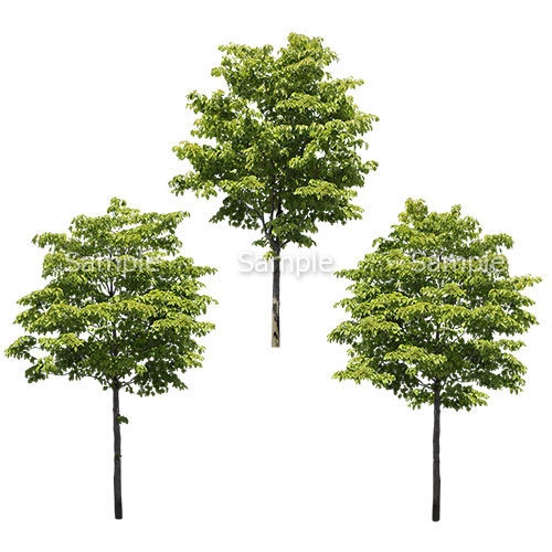 3本樹木(アイレベル)　ハナミズキ　23_025