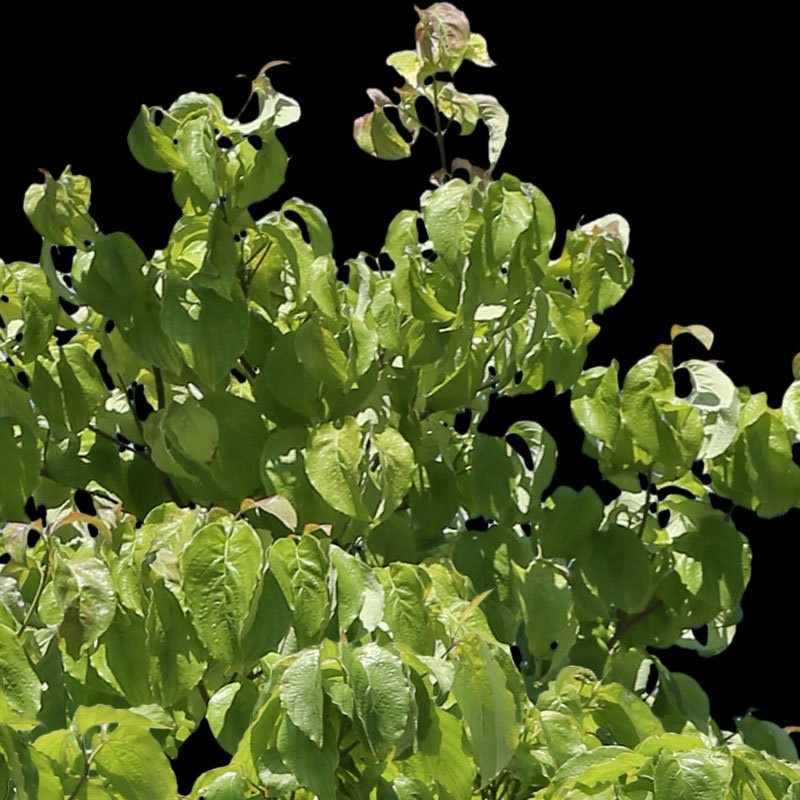 3本樹木(アイレベル) ハナミズキ 23_026