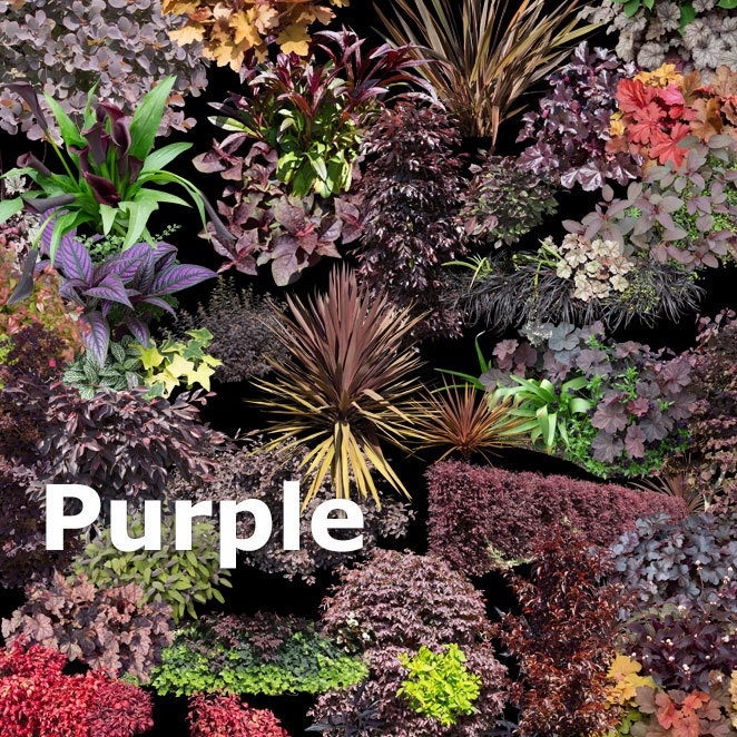 ガーデン庭木素材 パープル系 43個セット G30_02