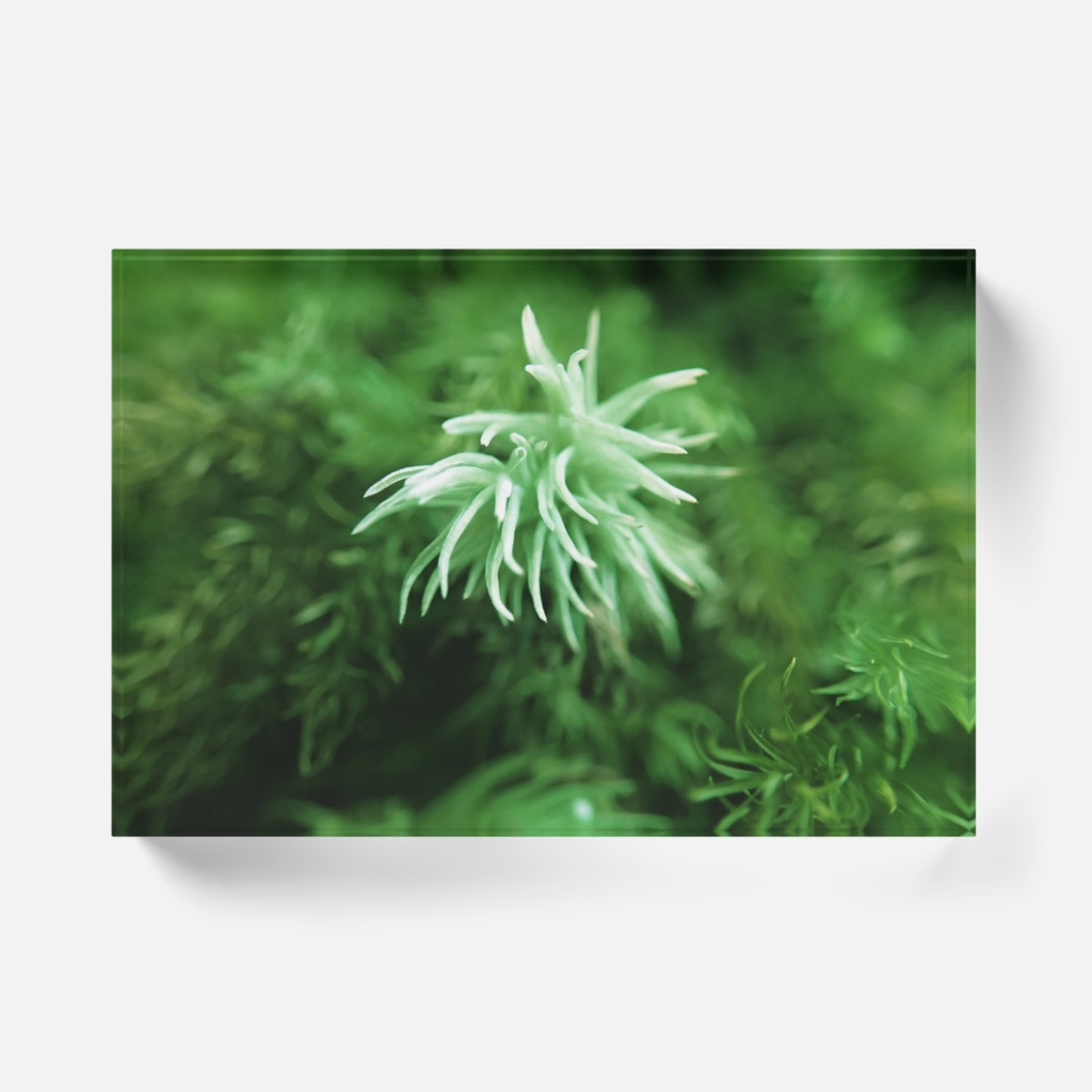 森のささやきアクリルブロック-横02