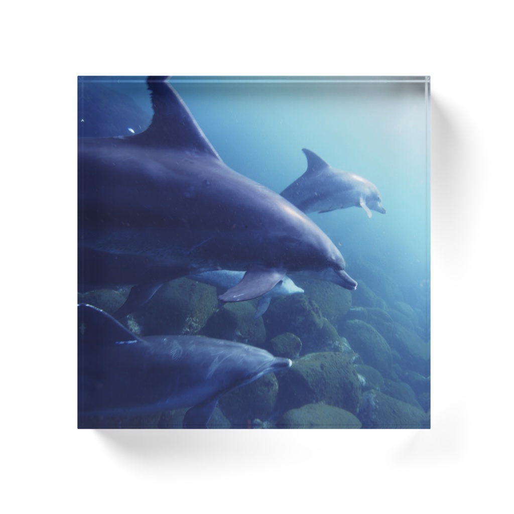 イルカのアクリルブロック-0191