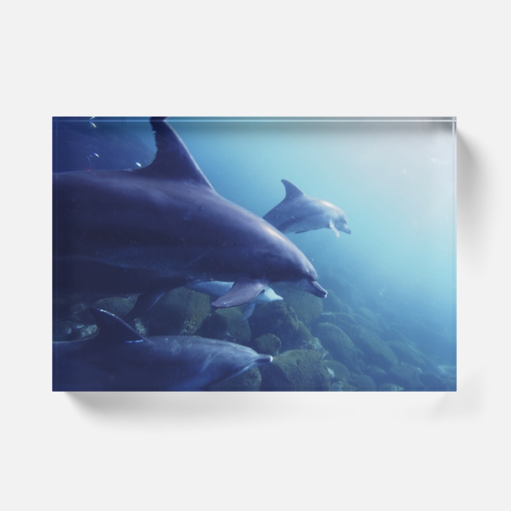 イルカのアクリルブロック 横-0191