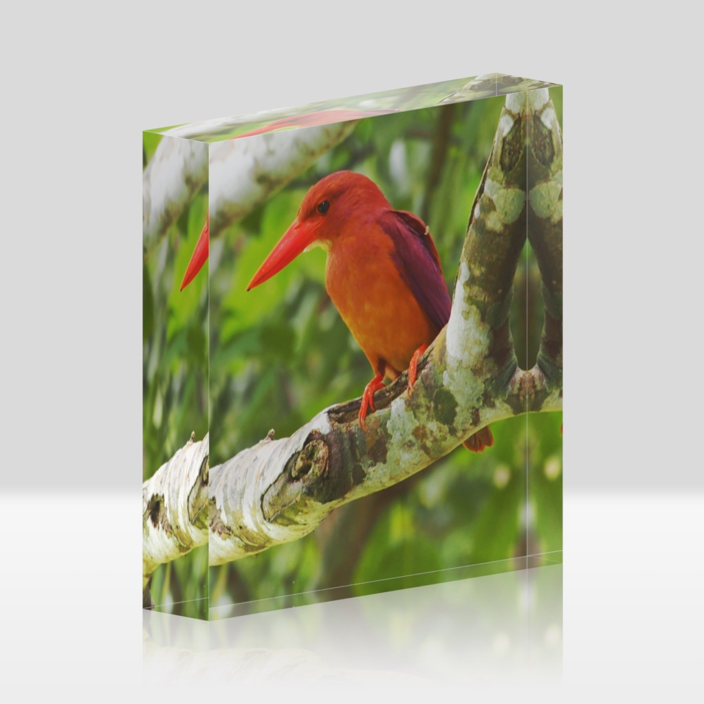 アカショウビンアクリルブロック-0192