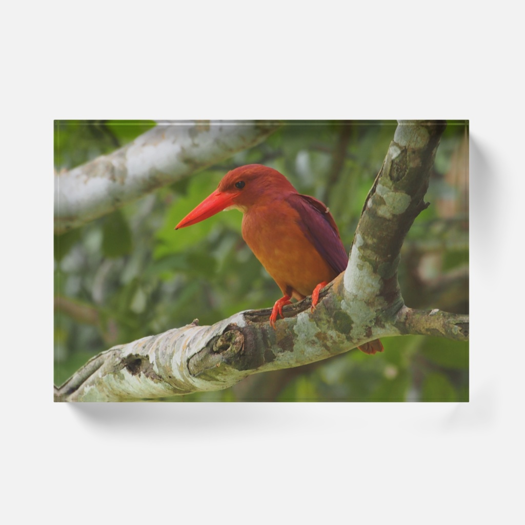 アカショウビンアクリルブロック-Y-0192