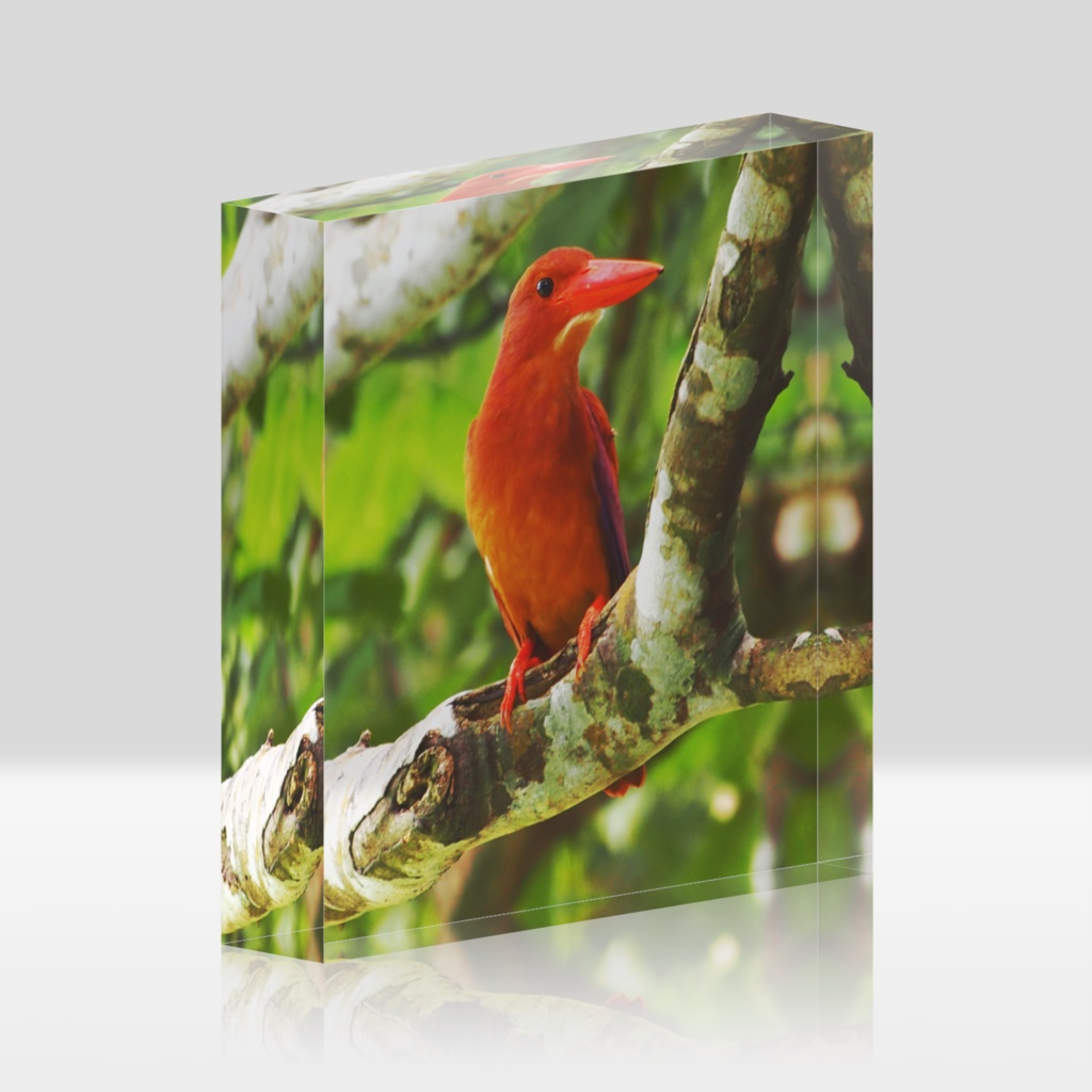 アカショウビンアクリルブロック-0193