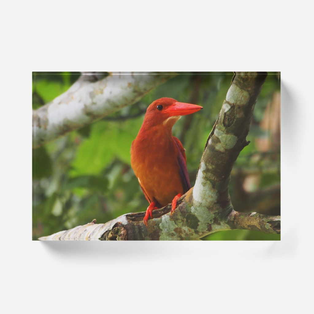 アカショウビンアクリルブロック-Y-0193