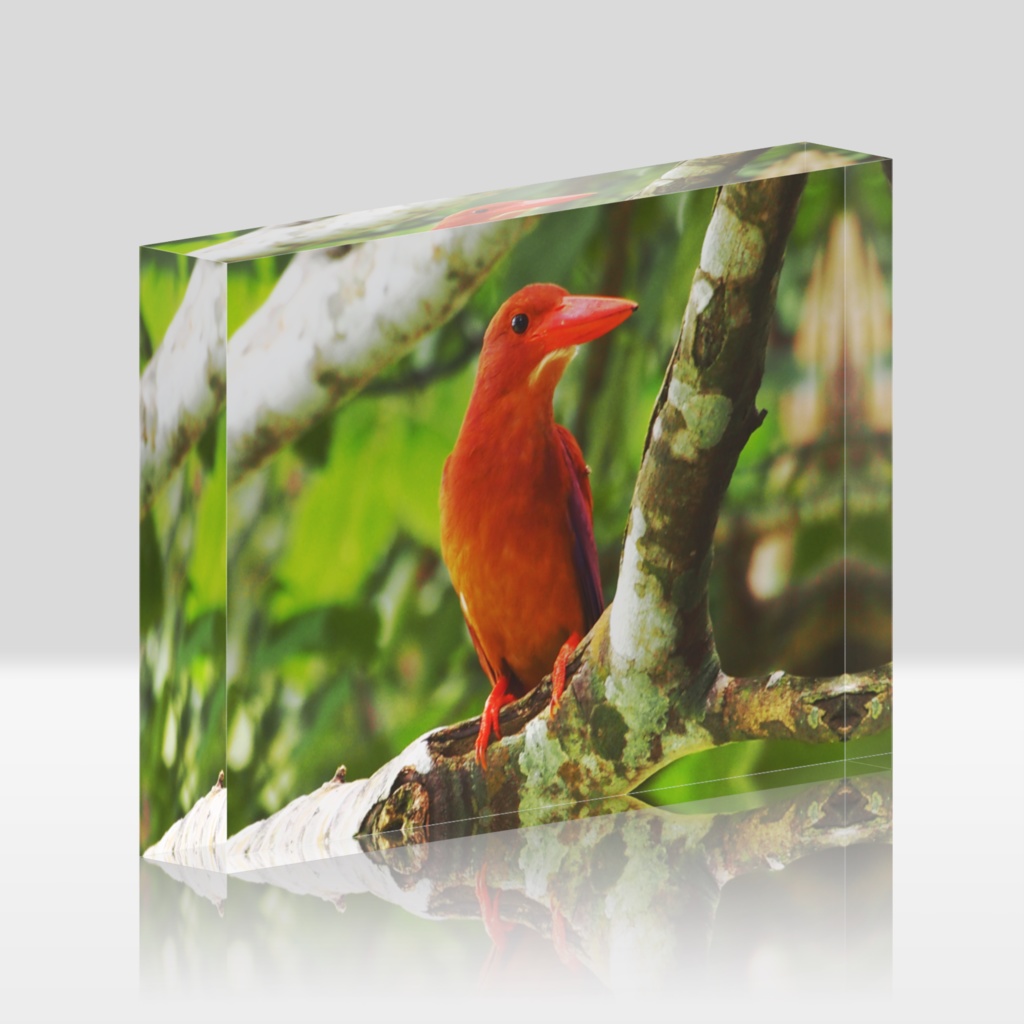 アカショウビンアクリルブロック-Y-0193