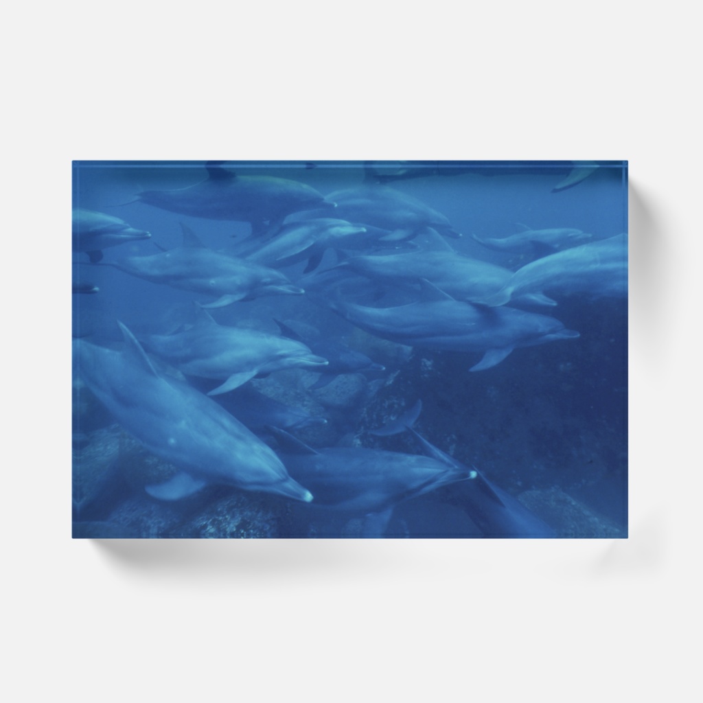 イルカアクリルブロック-Y-0195