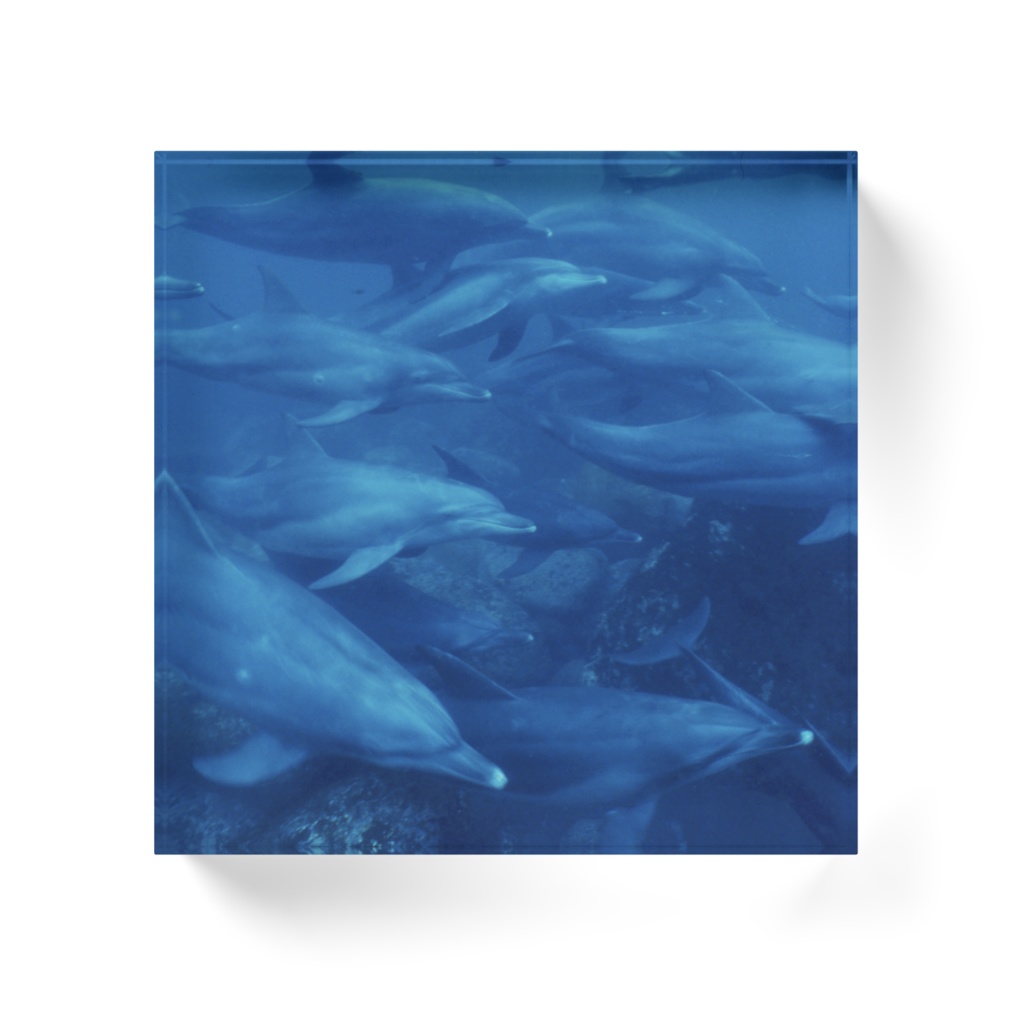 イルカアクリルブロック-0195