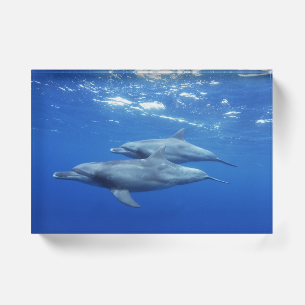 イルカアクリルブロック-Y-0196