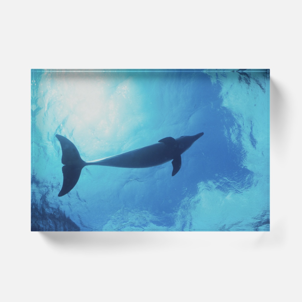 宇宙(そら)へ、イルカアクリルブロック-Y-04