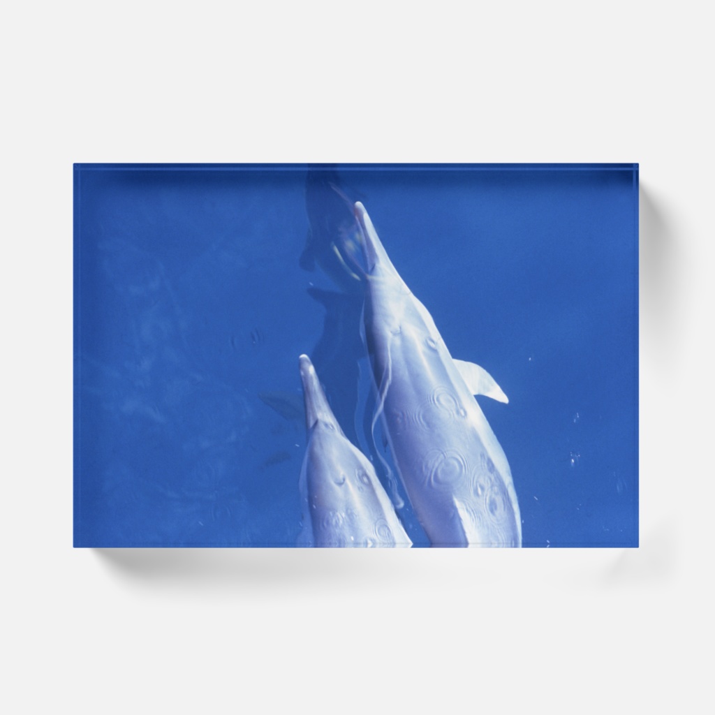 イルカアクリルブロック-Y-05