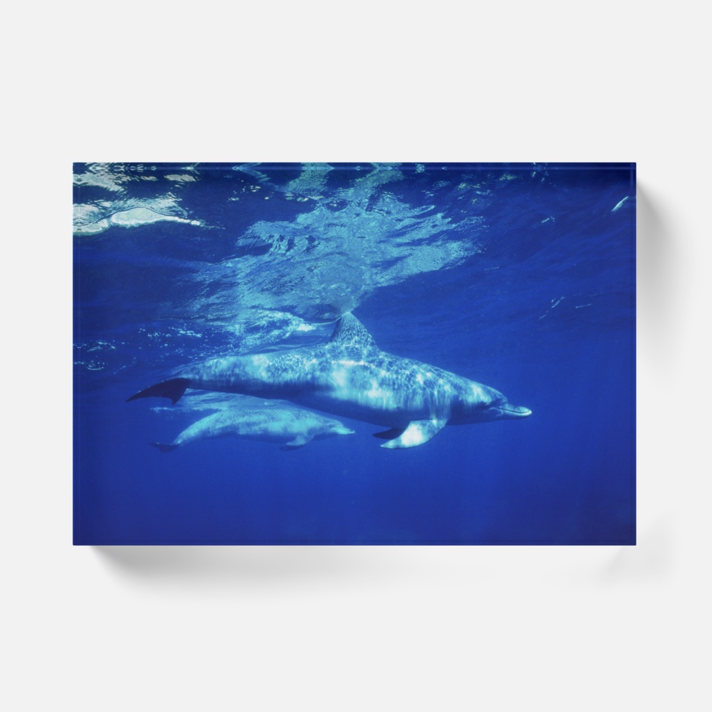 イルカアクリルブロック-Y-057