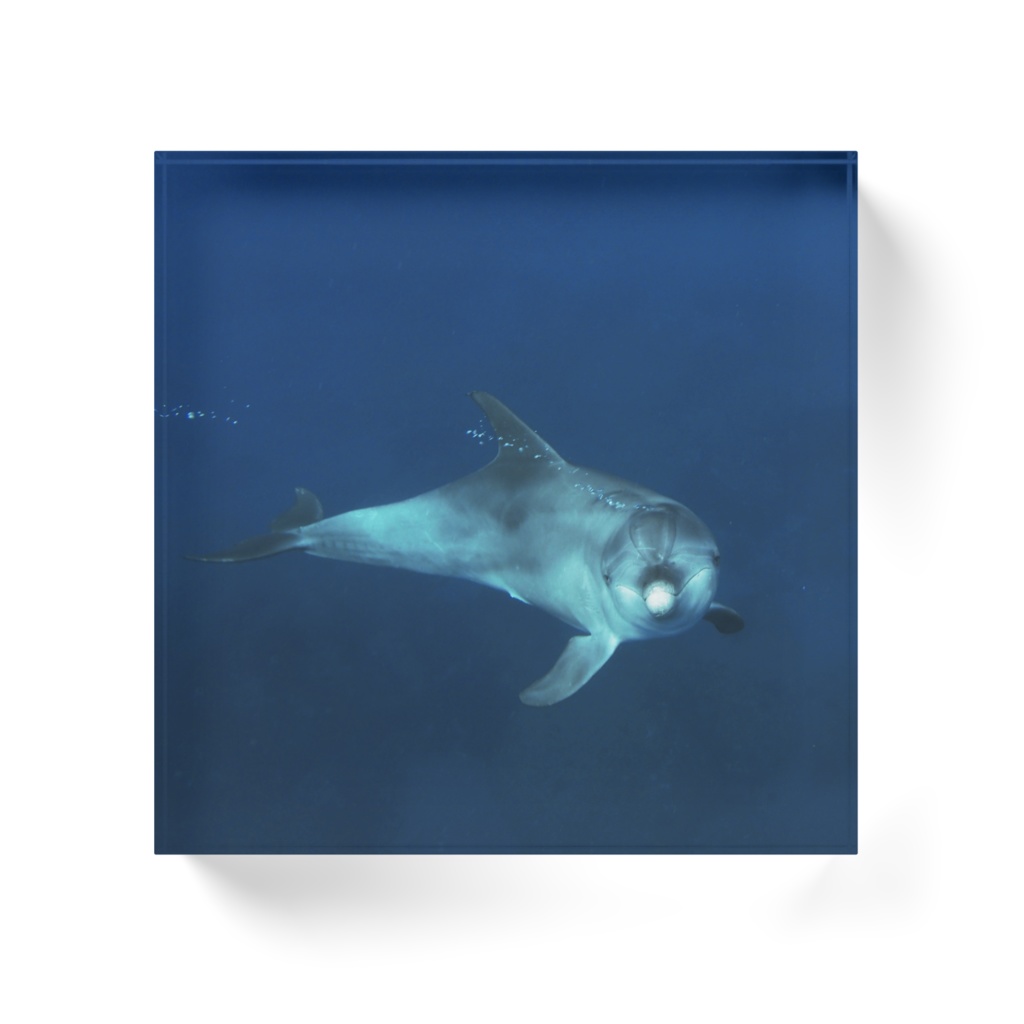 イルカアクリルブロック-041