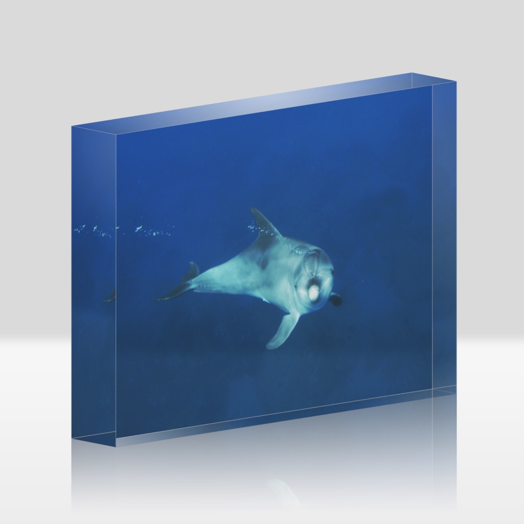 イルカアクリルブロック-Y-041