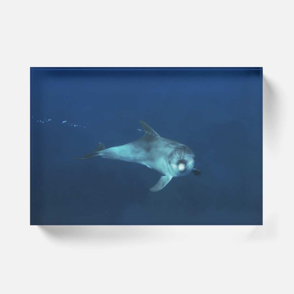 イルカアクリルブロック-Y-041