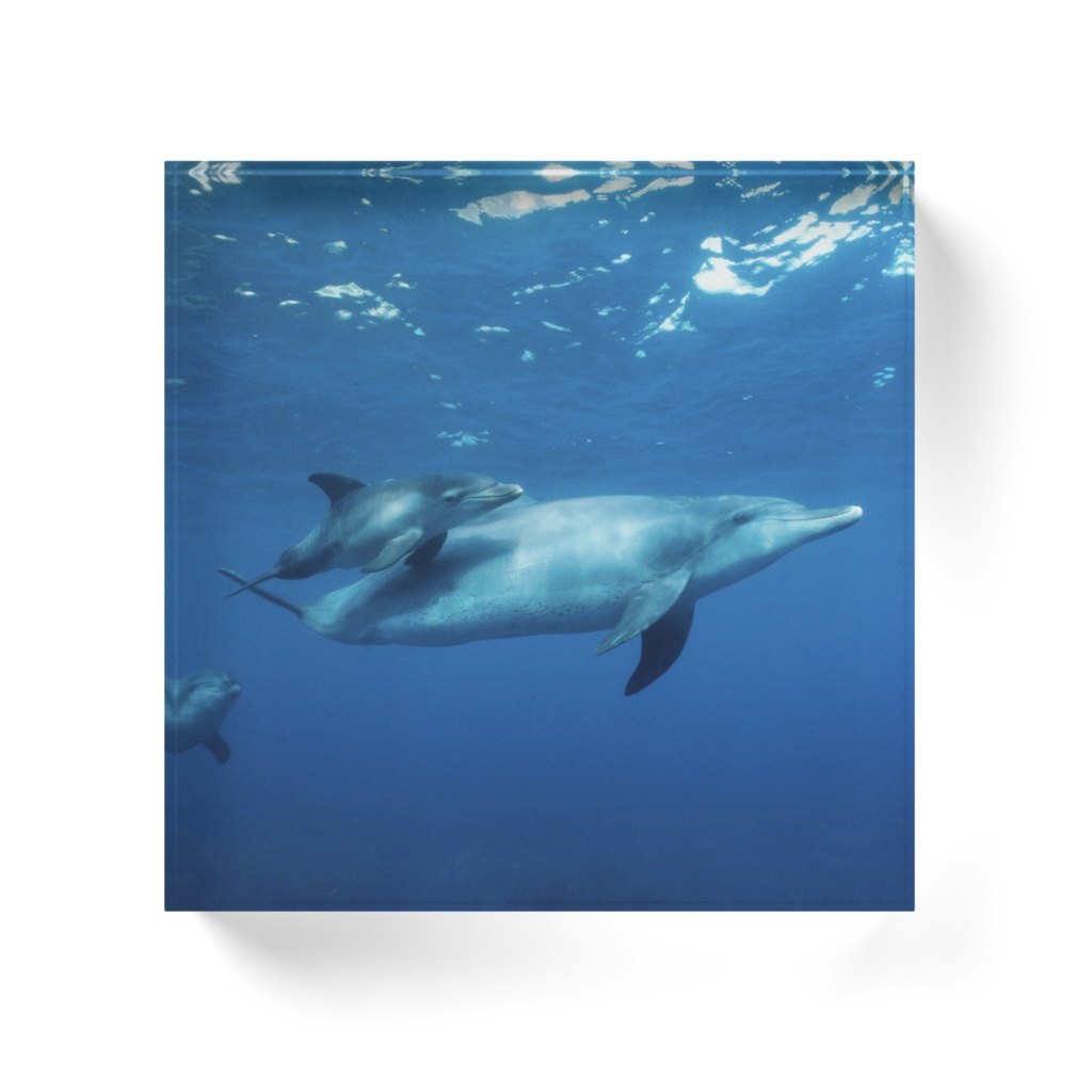 イルカアクリルブロック-0111