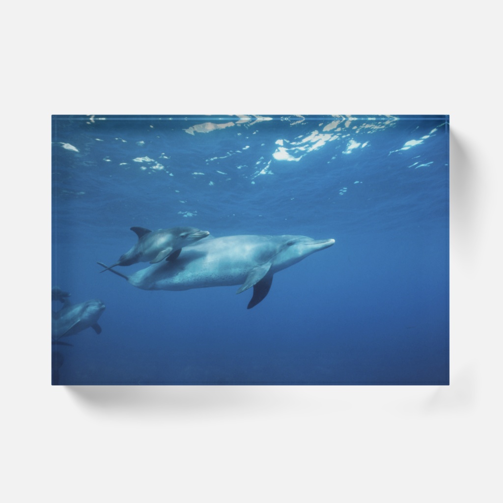 イルカアクリルブロック-Y-0111