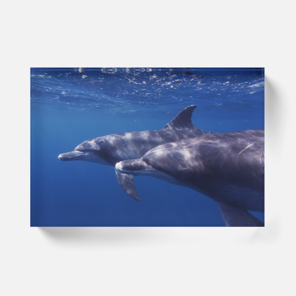 イルカアクリルブロック-Y-0131