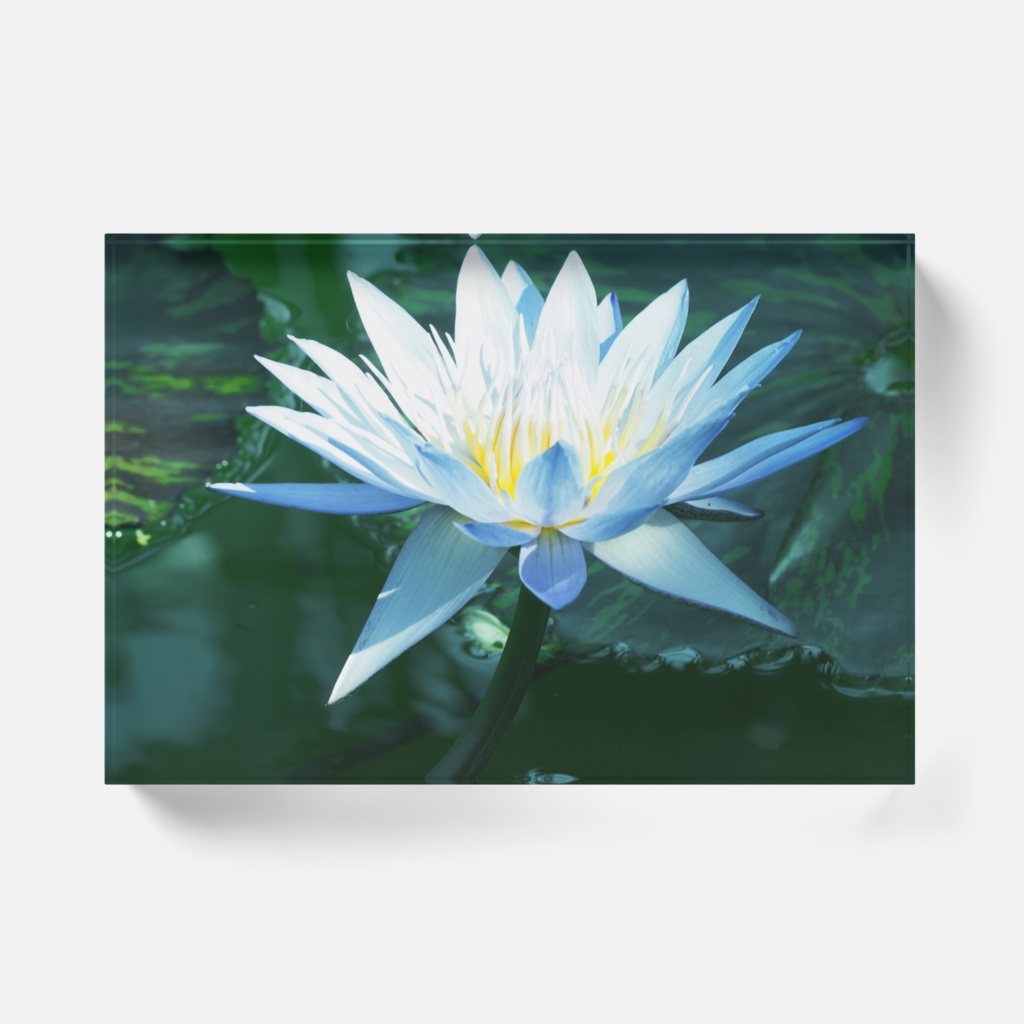 青い炎、花のアクリルブロック-Y-017