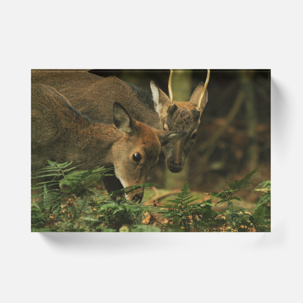 寄り添う-Y-021、アクリルブロック