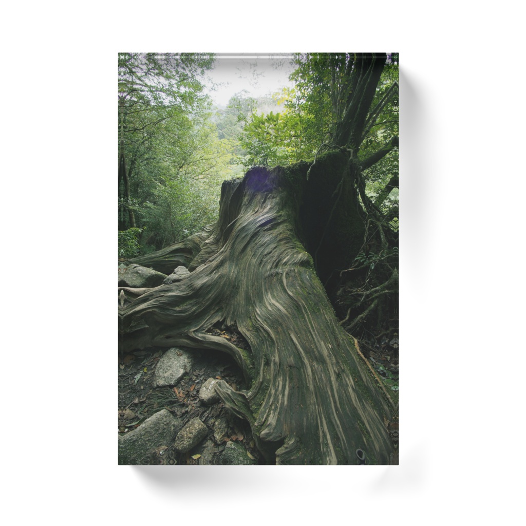 切株の爺-T-062,アクリルブロック