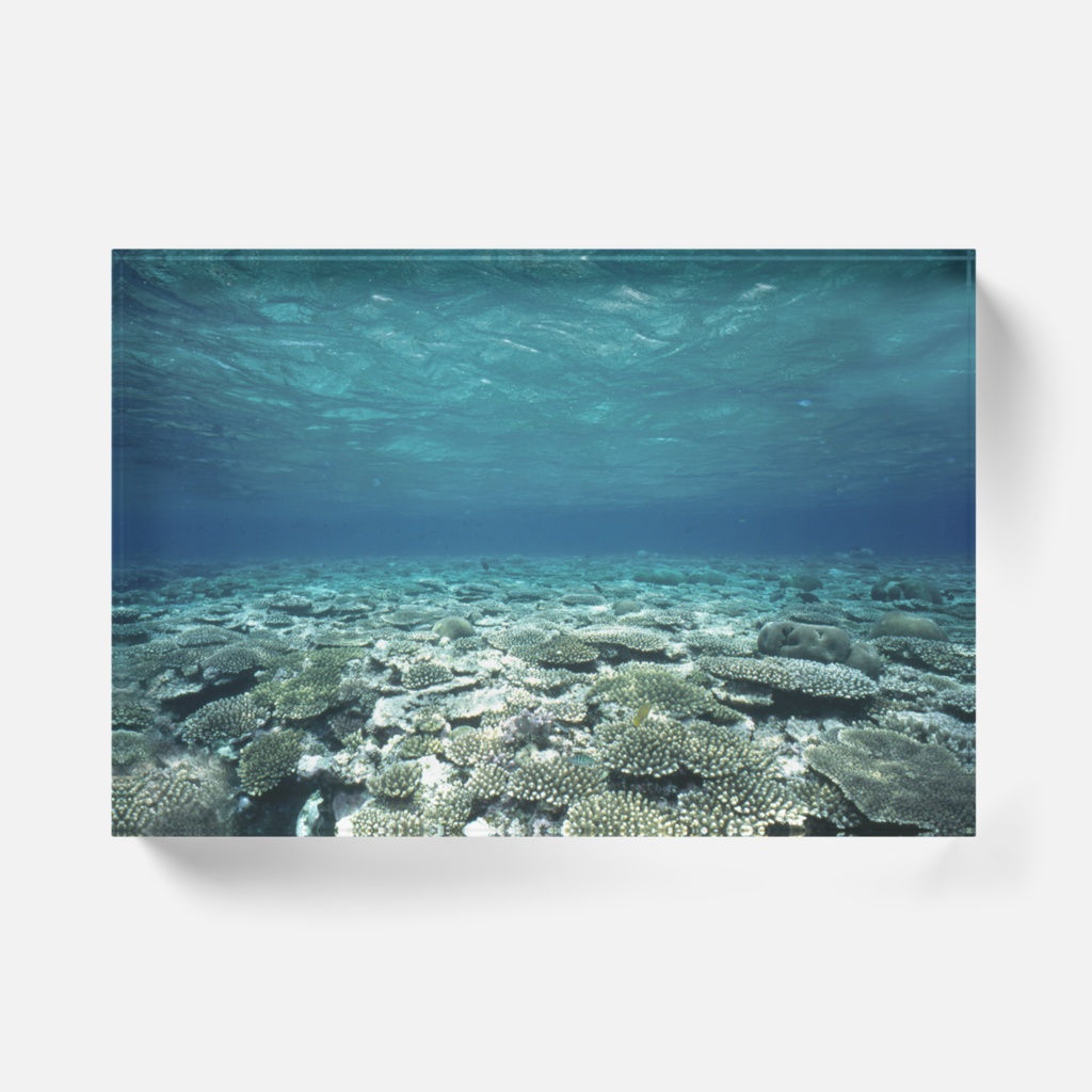 サンゴ礁-Y-089、アクリルブロック