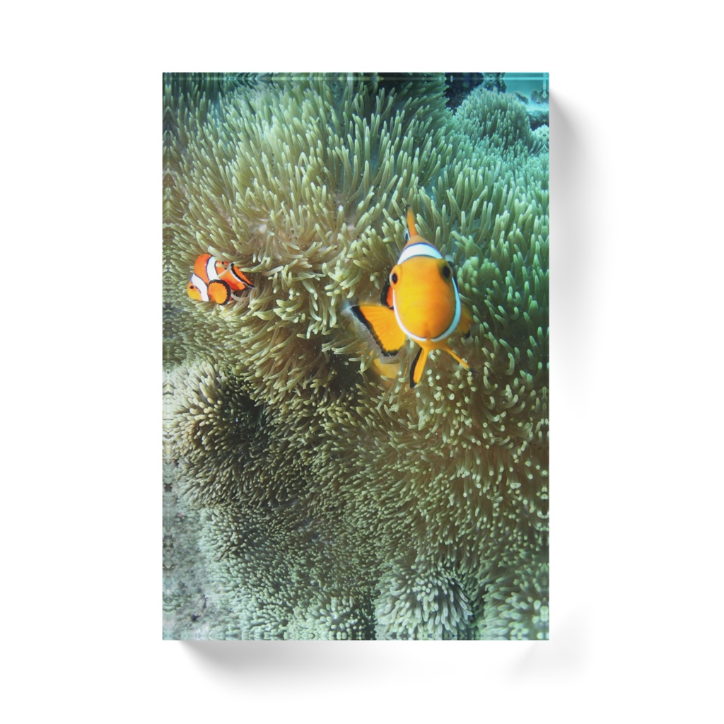 カクレクマノミ-T-0106、アクリルブロック