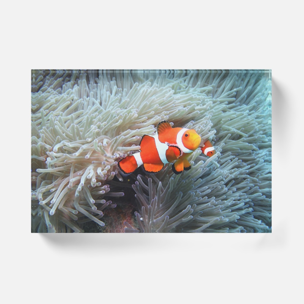 カクレクマノミ-Y-0105、アクリルブロック