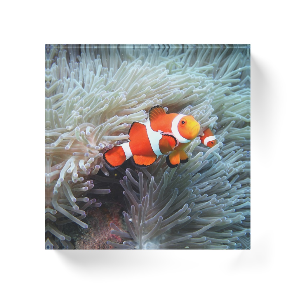 カクレクマノミ-0105、アクリルブロック