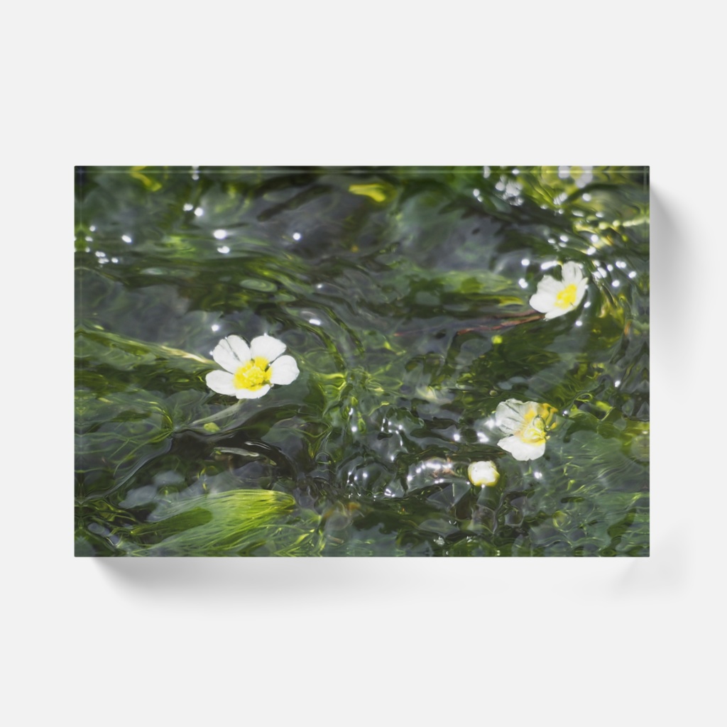 水中花-Y-0118、アクリルブロック