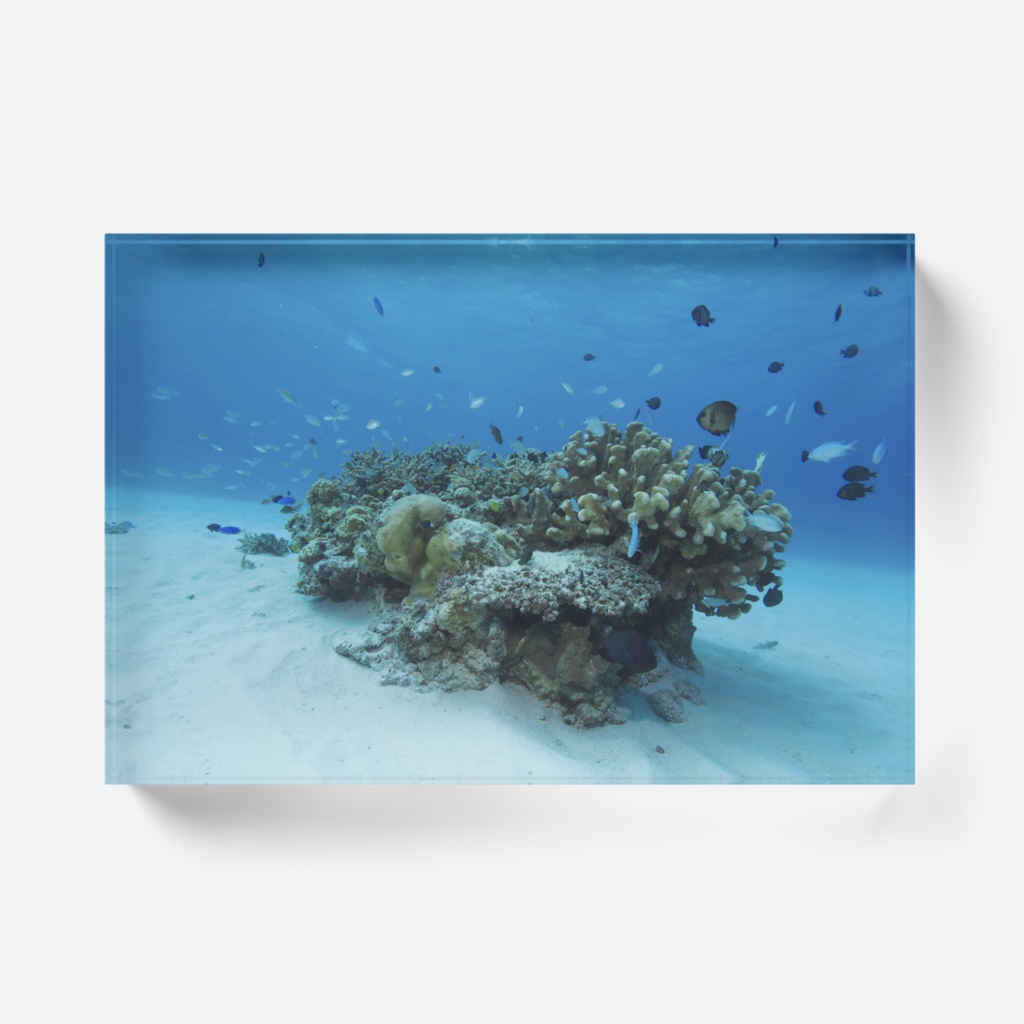 白砂のサンゴ-0136、アクリルブロック