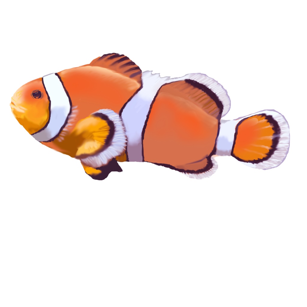 クマノミ-03キャップ