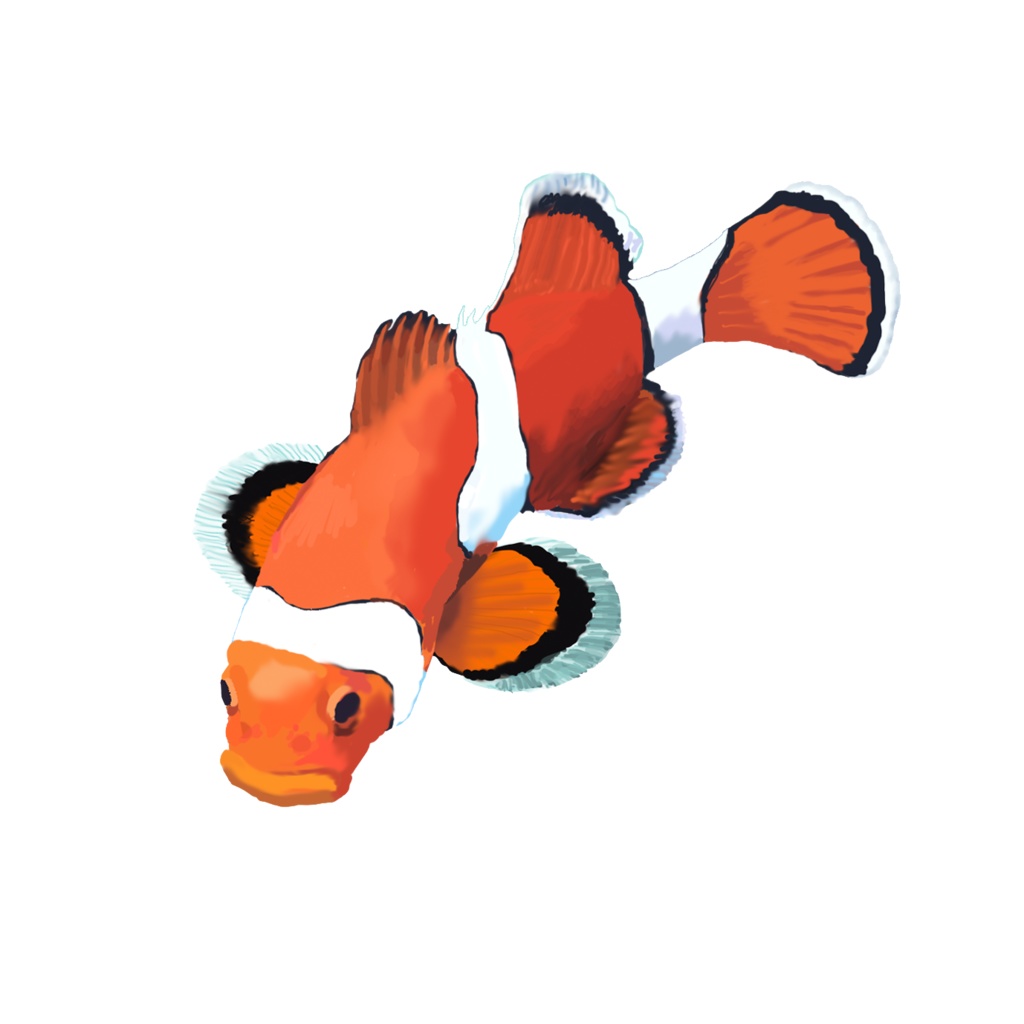 クマノミ01-1T白