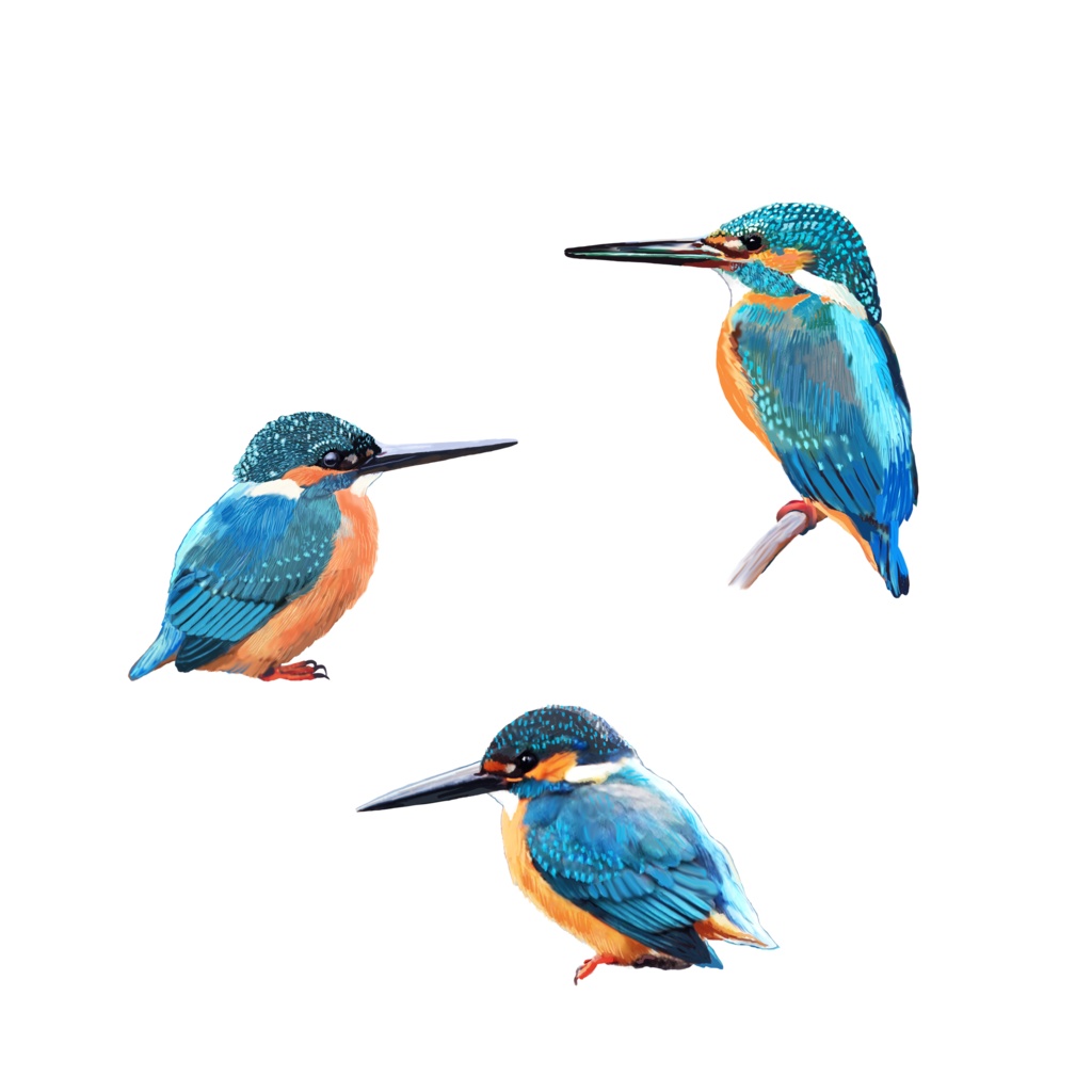 カワセミ白-03カラーTシャツHP