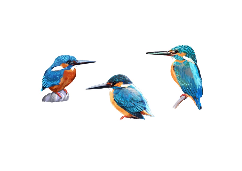 カワセミ白-03パスケース