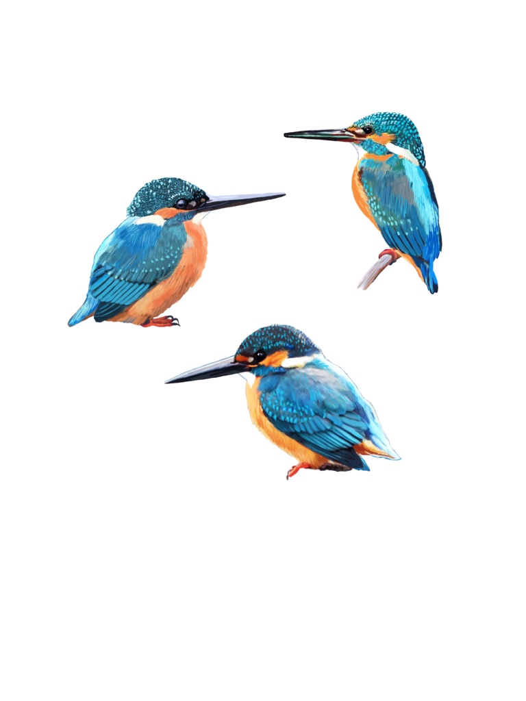 カワセミ白-03メガネ拭き