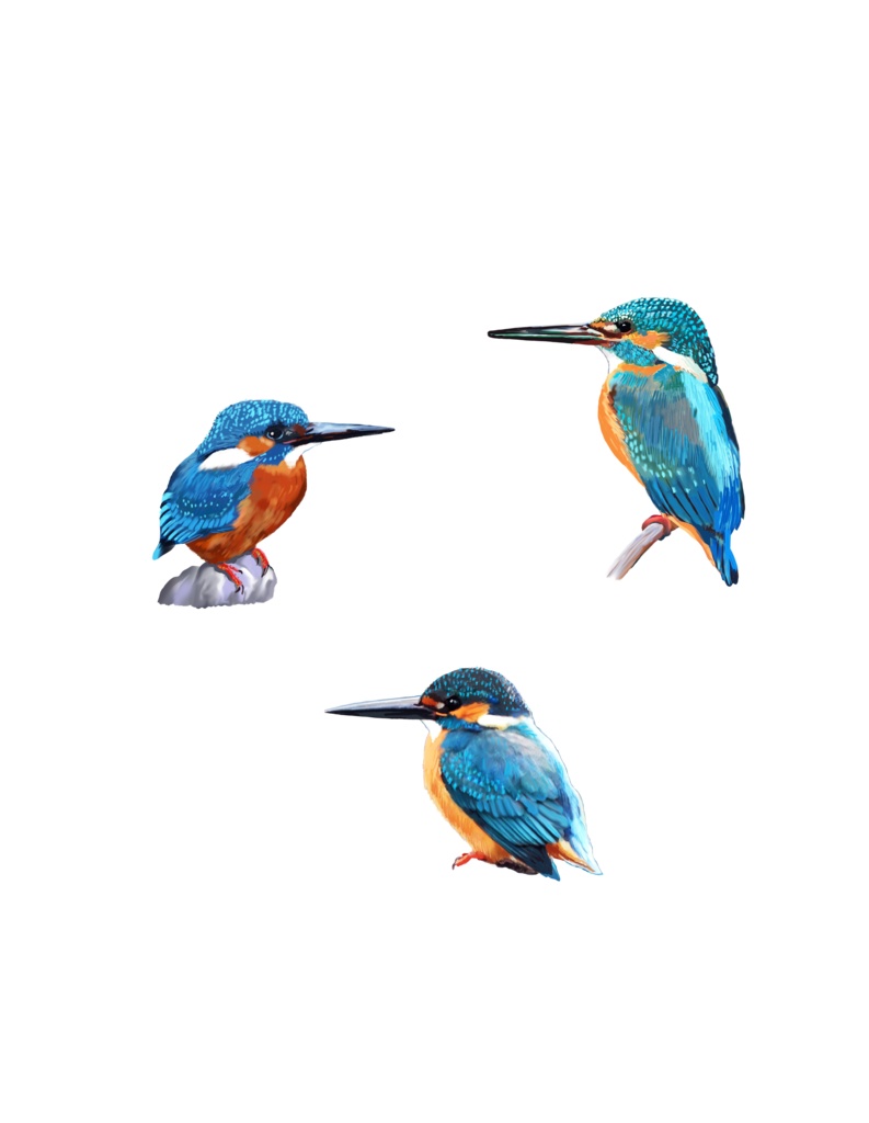 カワセミ白-03スウェット、ホワイト