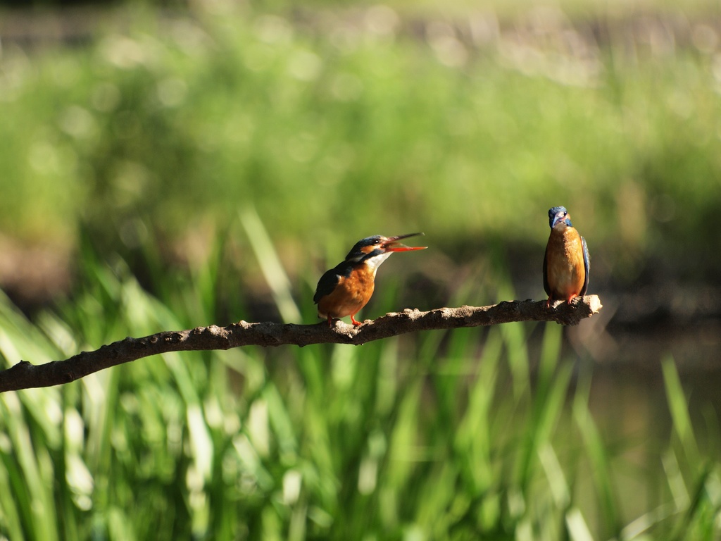 カワセミペア-02iPケース、ベルトなし