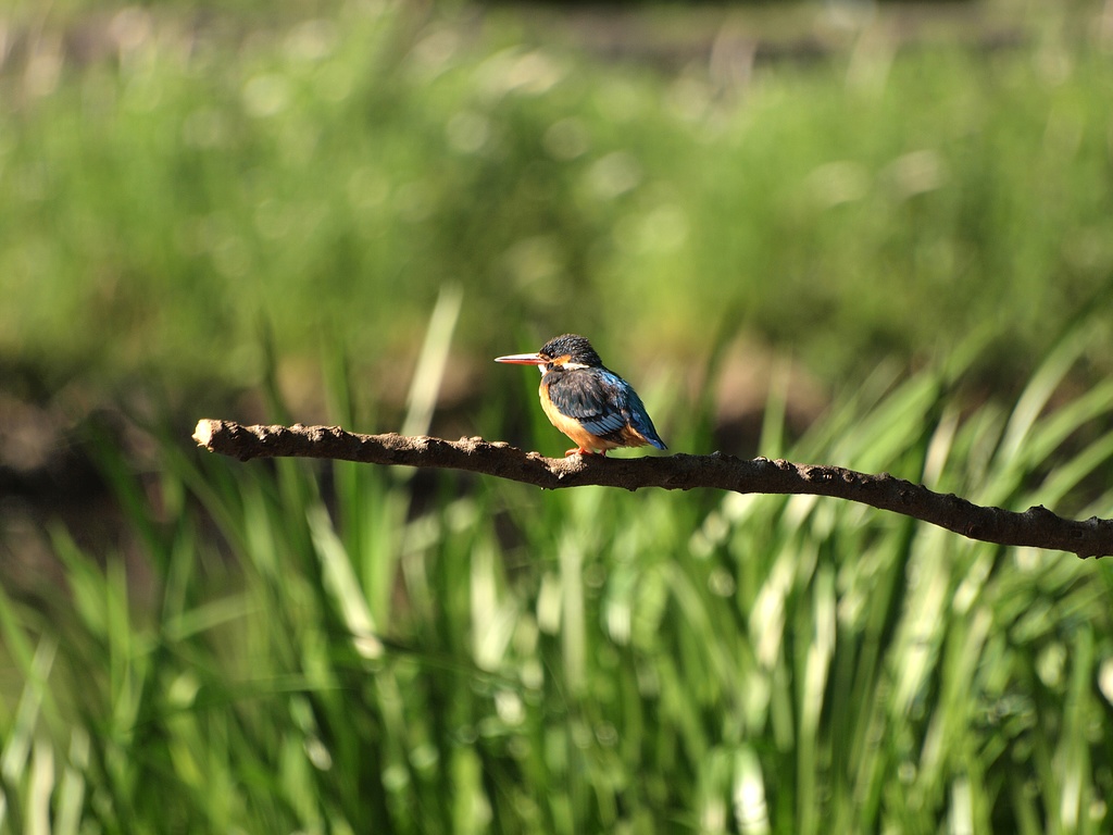 カワセミ写真-01,iPケース