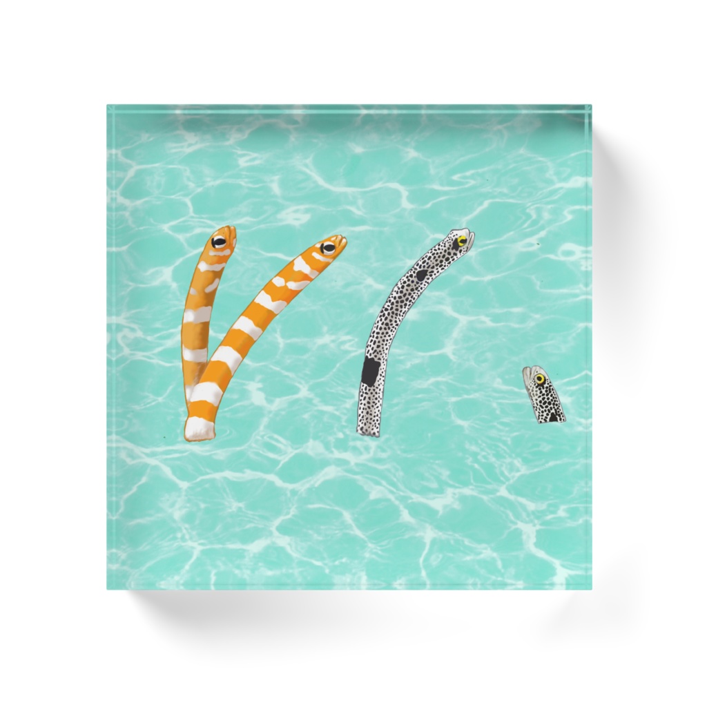 チンアナゴ渚、四角アクリルブロック