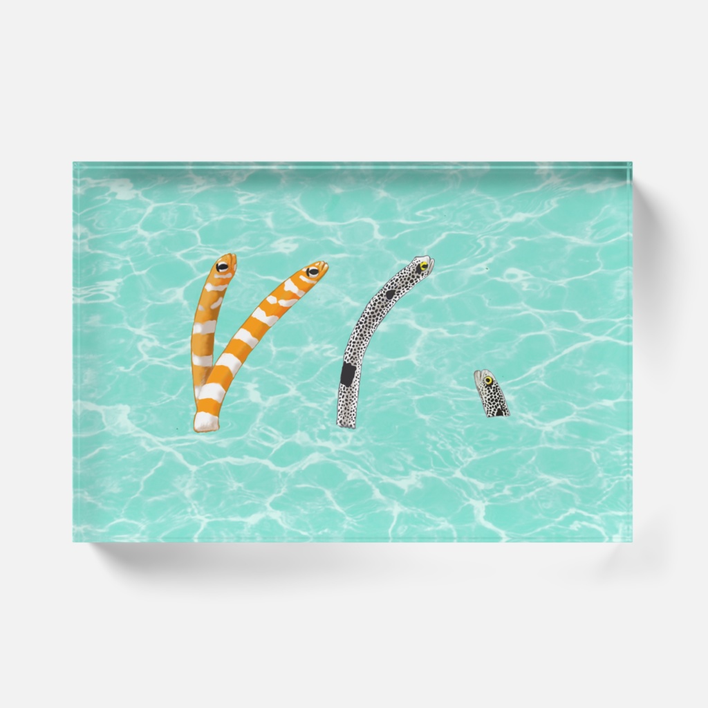 チンアナゴ渚、Yアクリルブロック