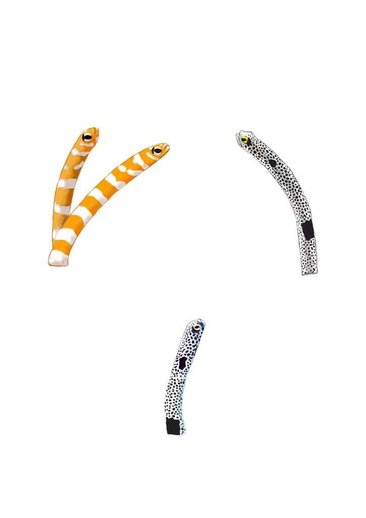 チンアナゴ、スマホリング