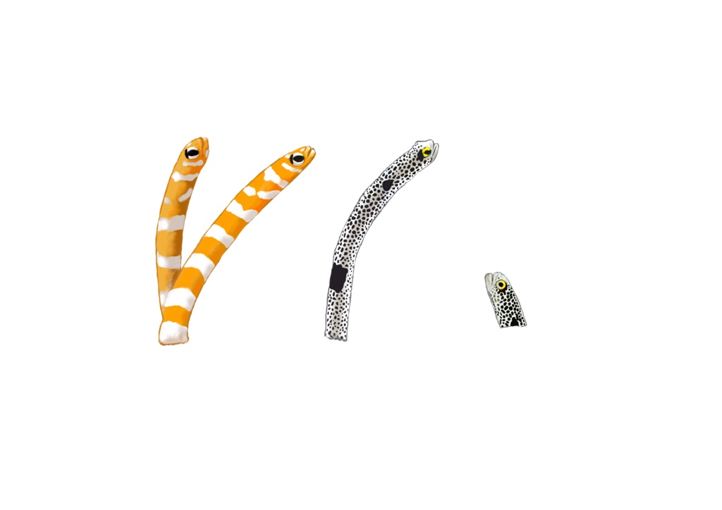 チンアナゴ渚、サコッシュ