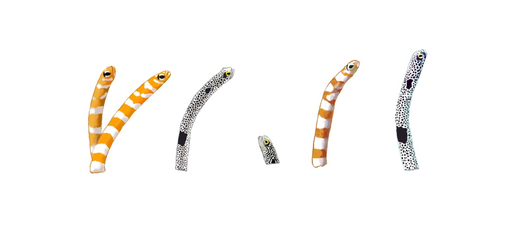 チンアナゴ-06、キャップ、レッド